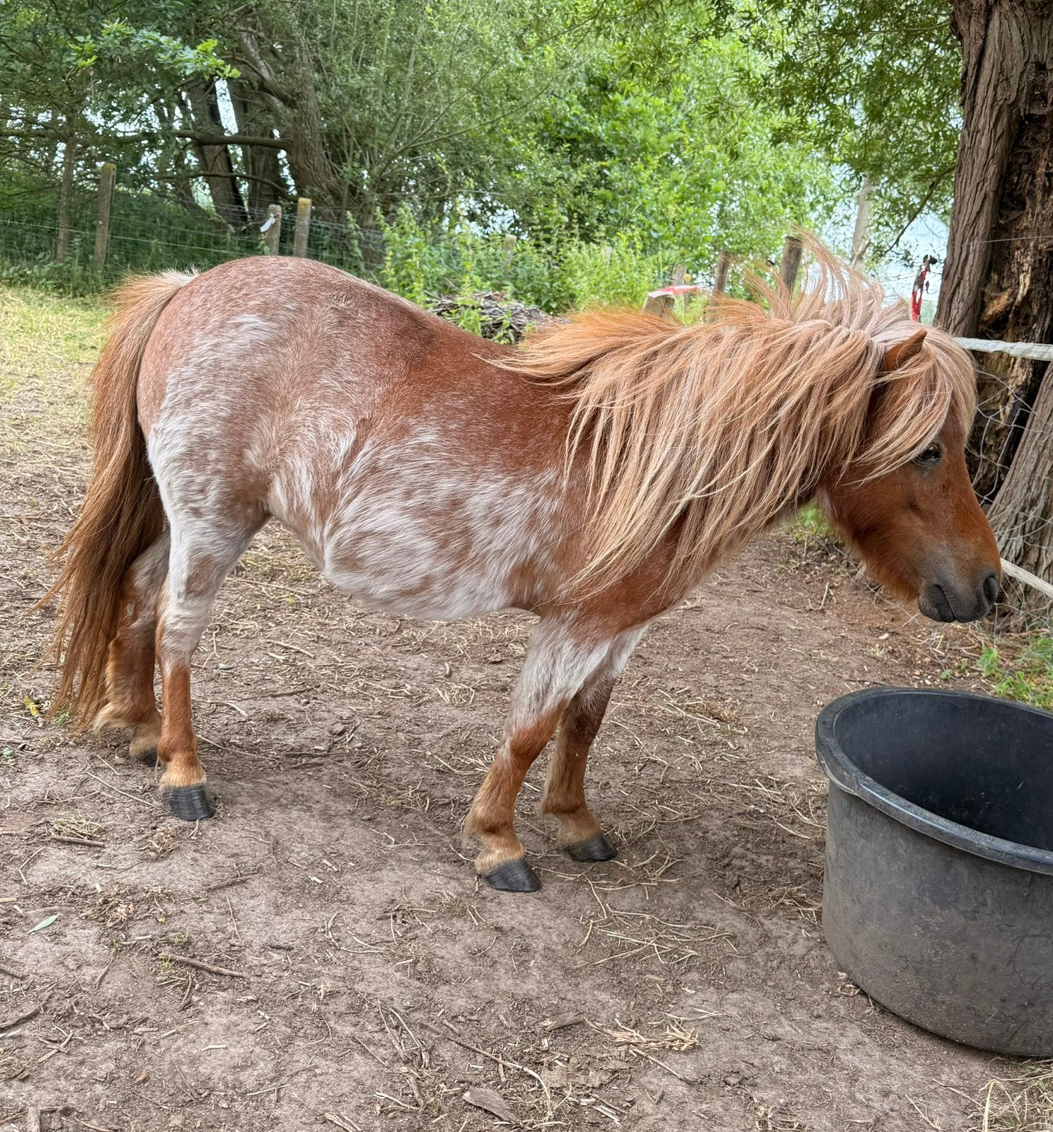 Schimmelvos shetland merrie drachtig, Jument, Vermifugé