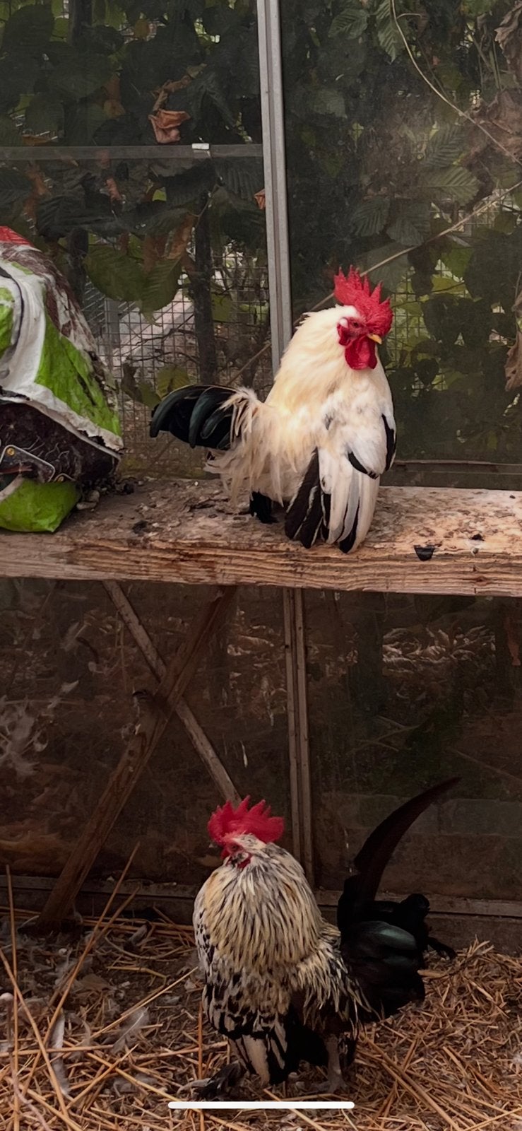 Chabo haantjes, Dieren en Toebehoren, Pluimvee