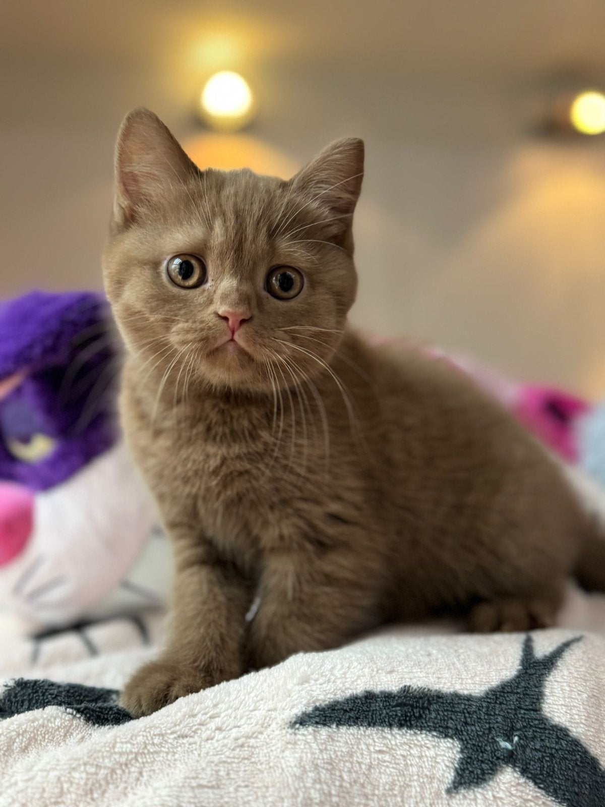 British shorthair, Plusieurs animaux, Avec pedigree, 0 à 2 ans