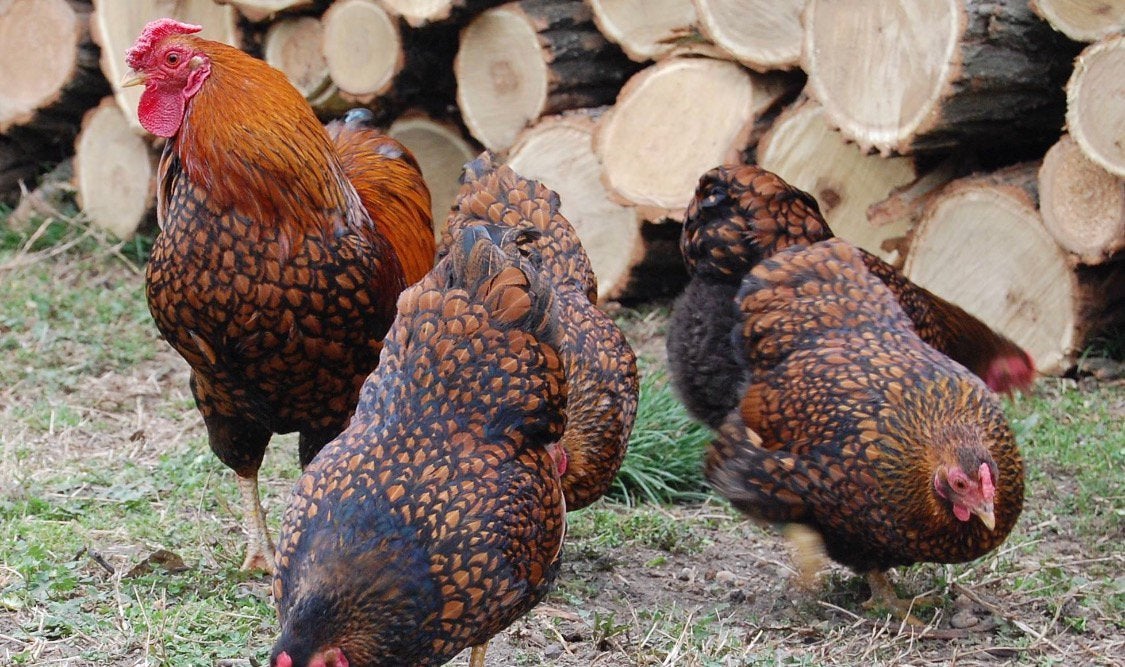 Wyandotte krielen te koop, Meerdere dieren, Kip