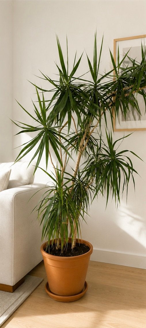 Drakenbloedboom (Dracaena marginata) –ongeveer 2 meter hoog., Ophalen of Verzenden