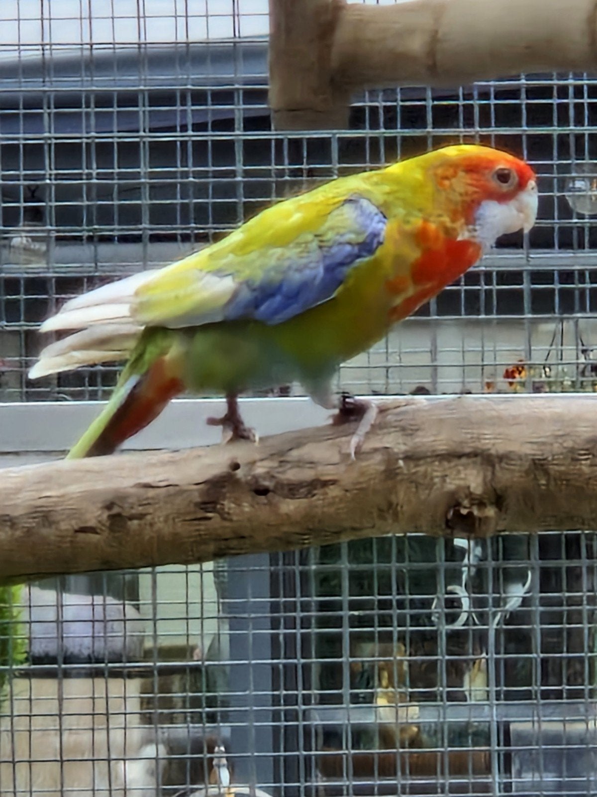 Rosella man '25, Mannelijk, Parkiet, Geringd