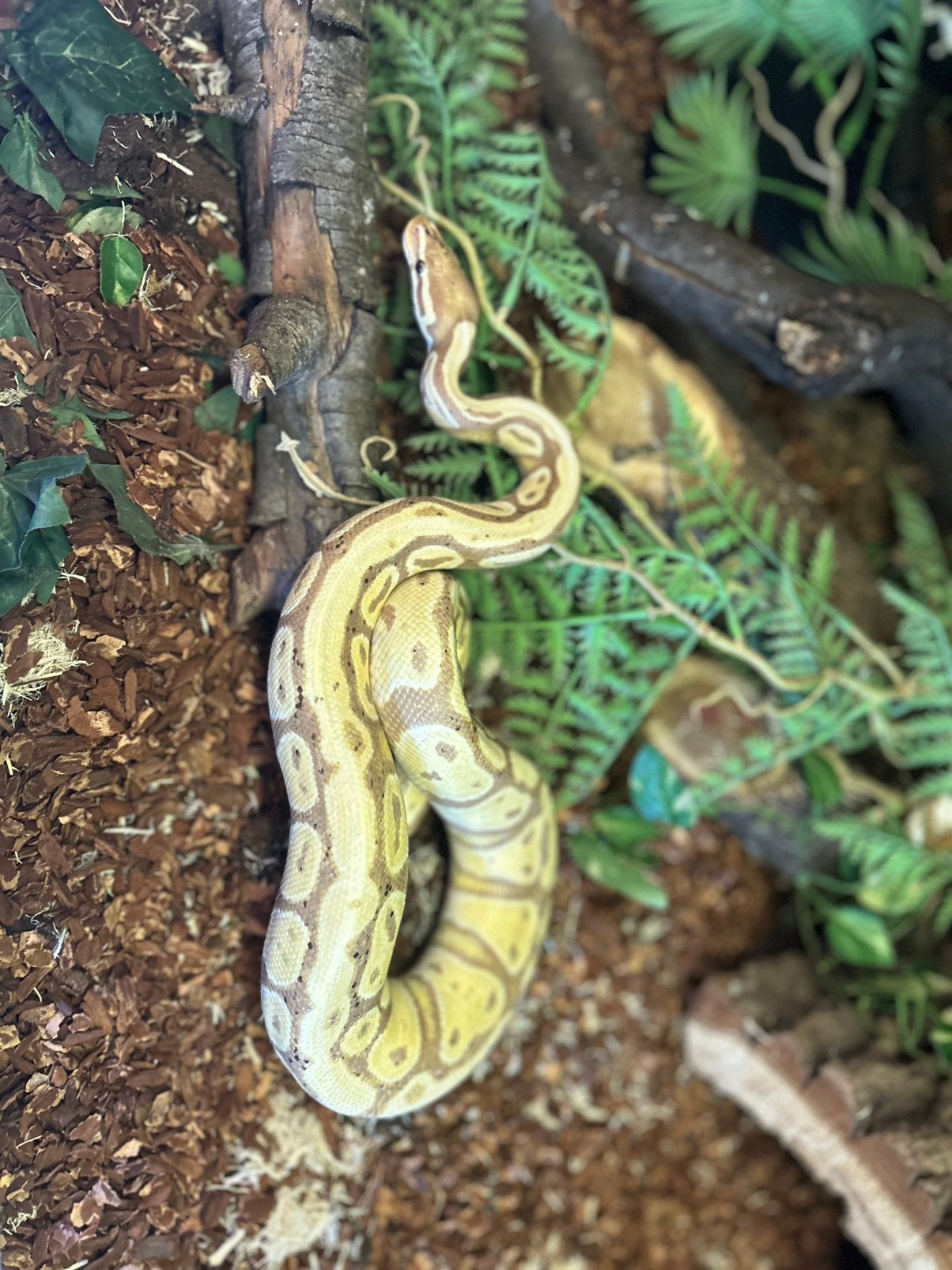 Python regius man en vrouw Ball Python - male for sale from Barry