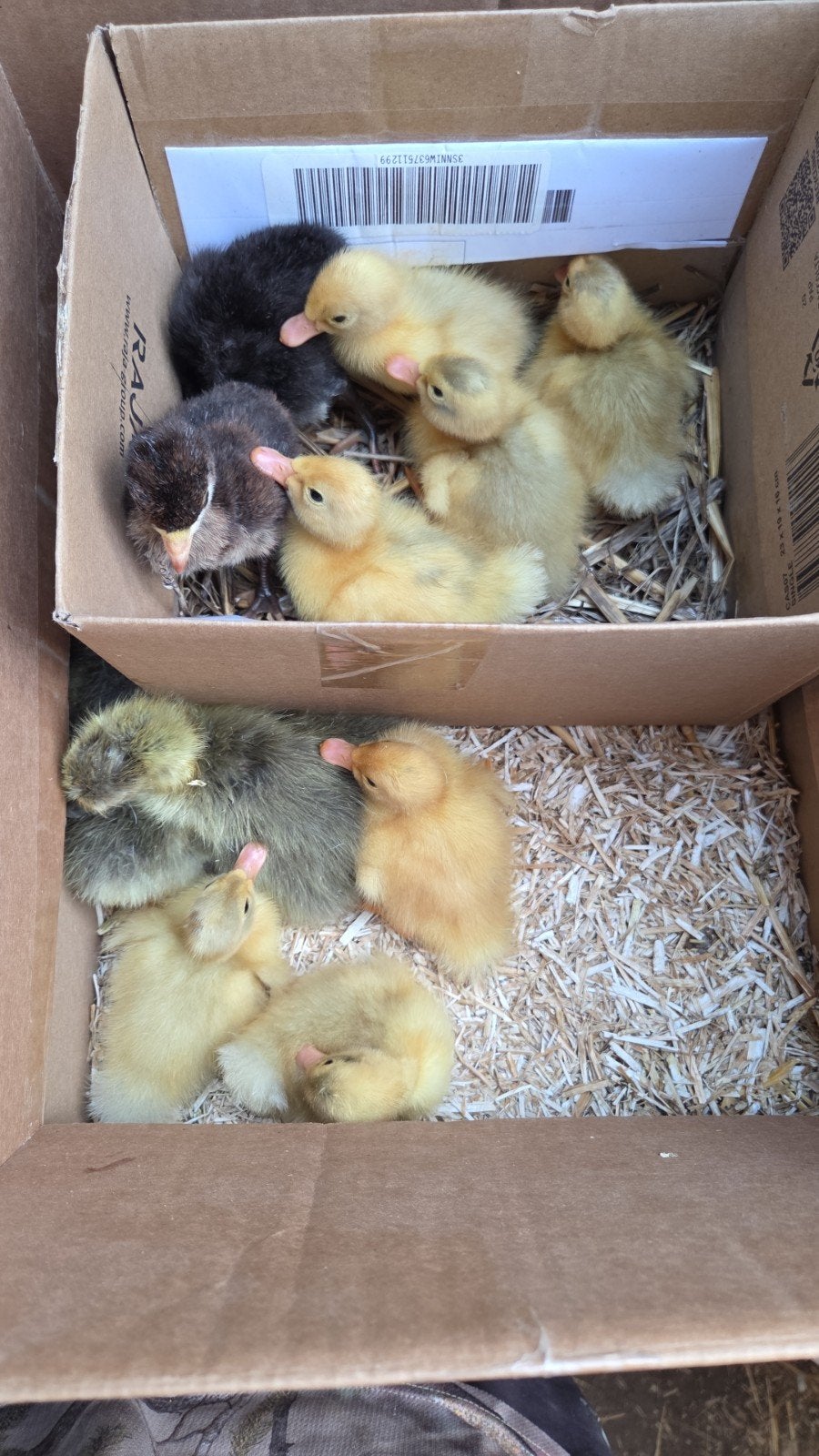Kleine eendjes, Dieren en Toebehoren, Pluimvee, Meerdere dieren, Eend