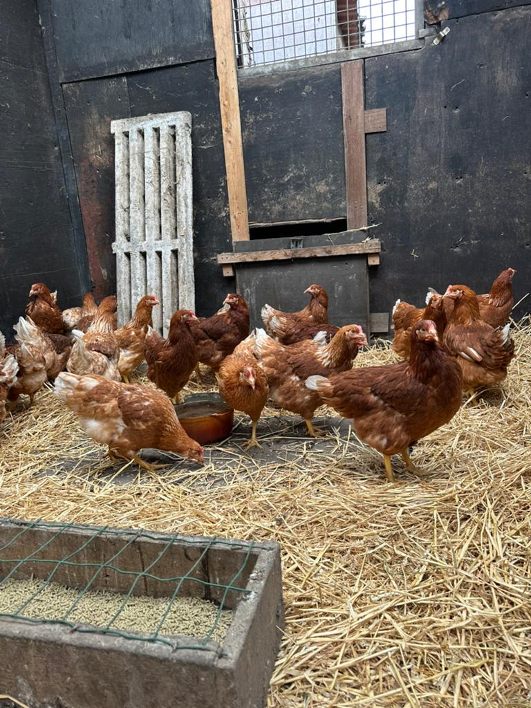 Jonge bruine legkippen te koop, Dieren en Toebehoren, Vrouwelijk, Kip