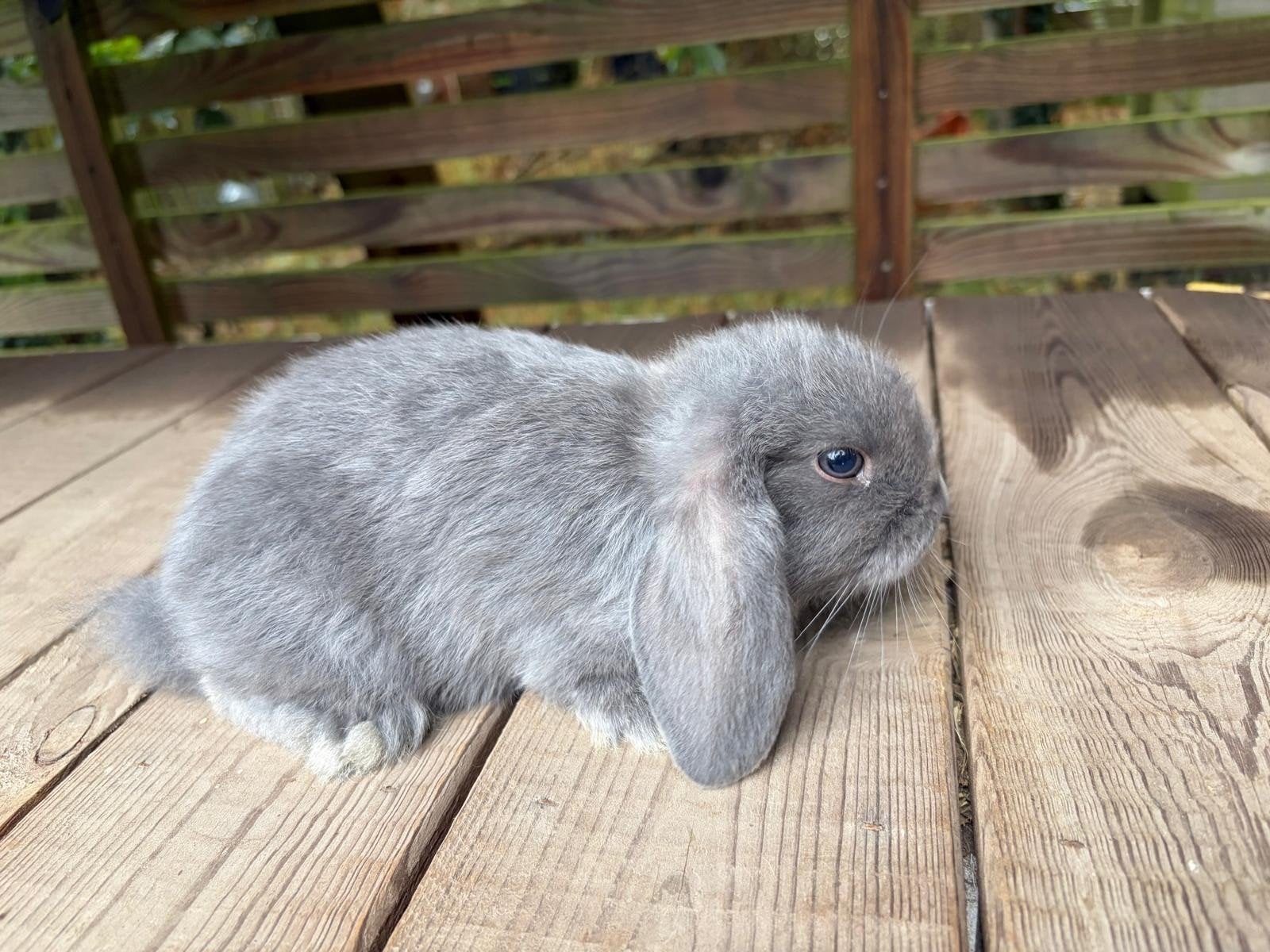 Nederlandse dwerghangoor (voedster), Dieren en Toebehoren, Konijnen
