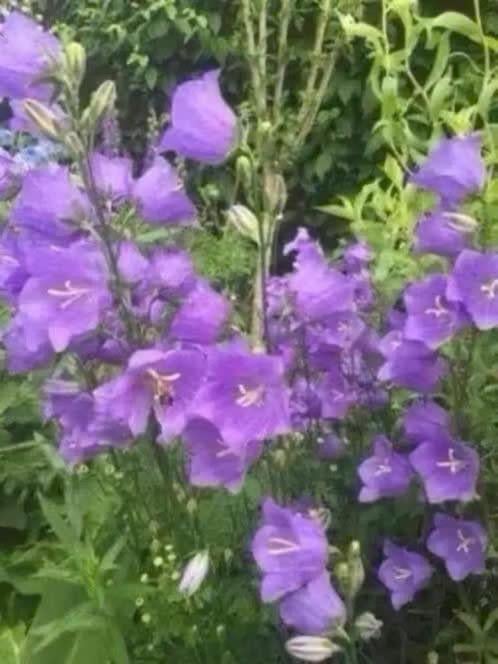Campanula persicifolia, lees beschrijving !!!, Tuin en Terras, Planten | Tuinplanten, Vaste plant, Halfschaduw, Zomer, Ophalen