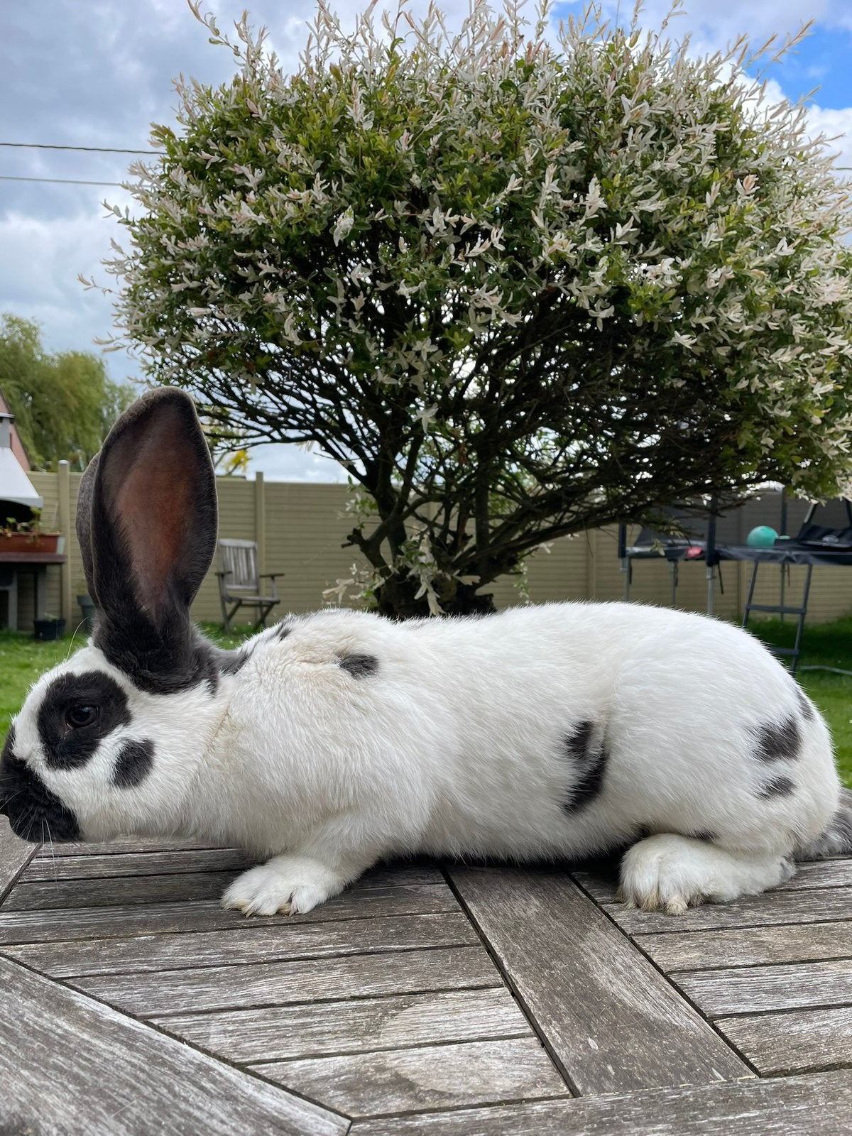 Groot Lotharinger konijn reuzevlinder blauw, Dieren en Toebehoren, Groot