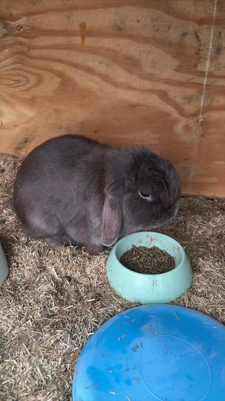 Rammelaar Blue Self, Dieren en Toebehoren, Mannelijk, Klein, 3 tot 5 jaar