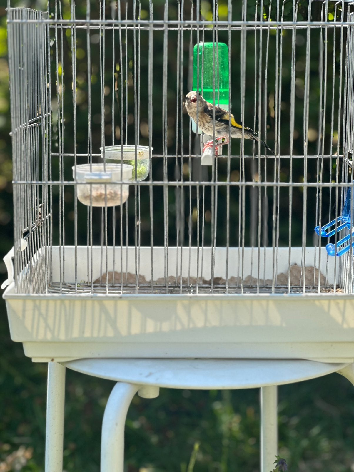 Puttertje Parva, Dieren en Toebehoren, Mannelijk, Wildzangvogel, Tam