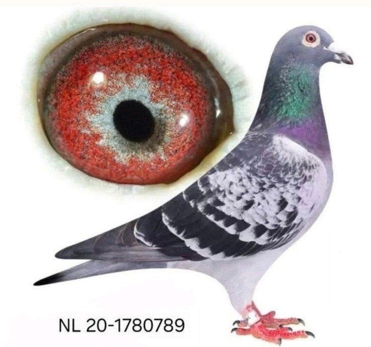 Postduif Direct Louis Stabel & Zn., Dieren en Toebehoren, Postduif