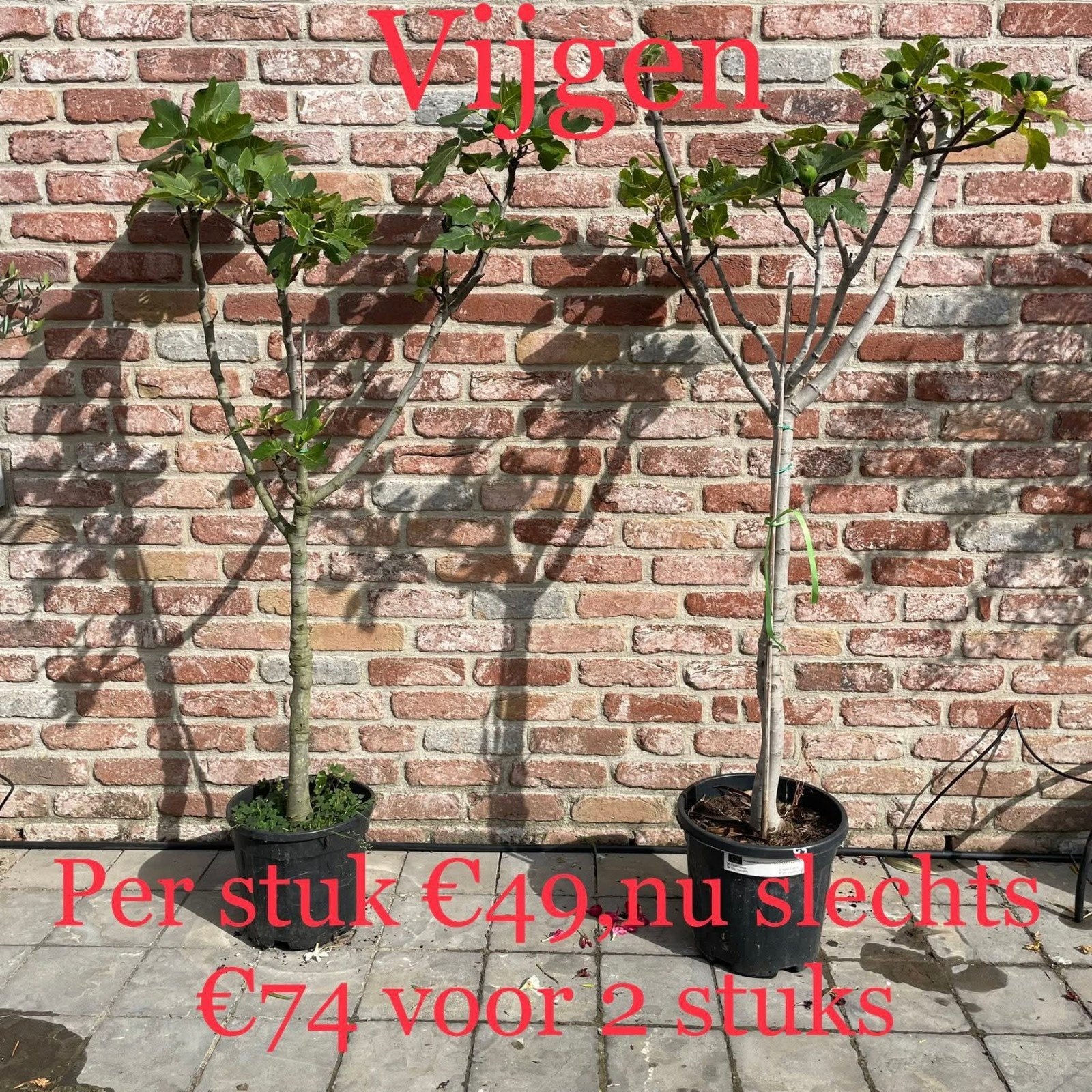 ‼️vijgenbomen aan promoprijzen ‼️, Tuin en Terras, Ophalen
