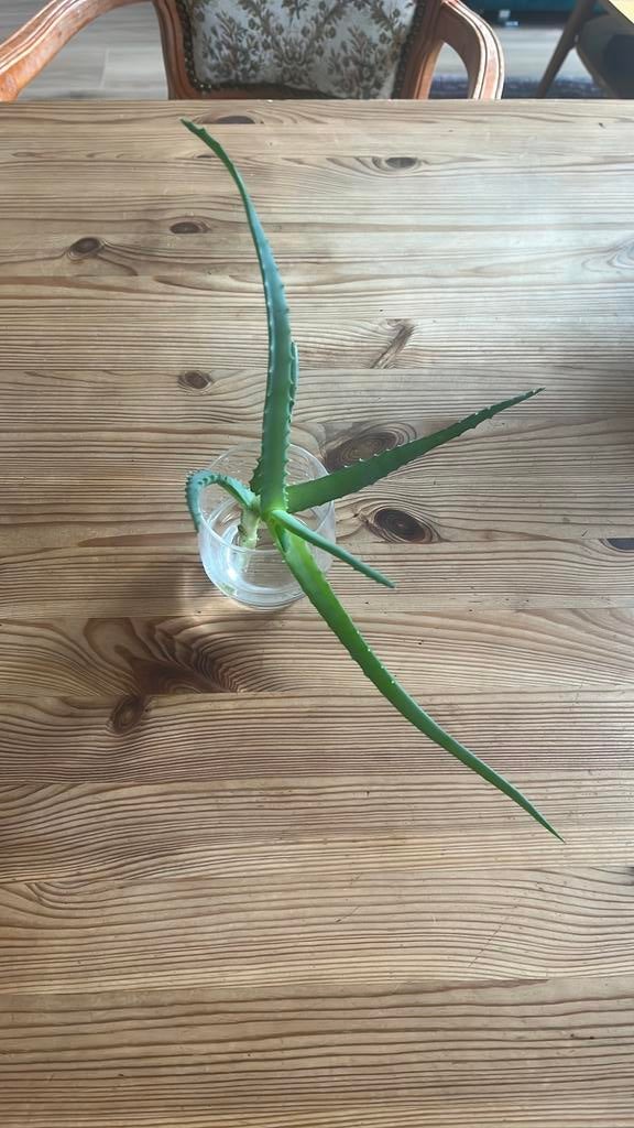 Bouture aloe vera à planter, Enlèvement, En pot
