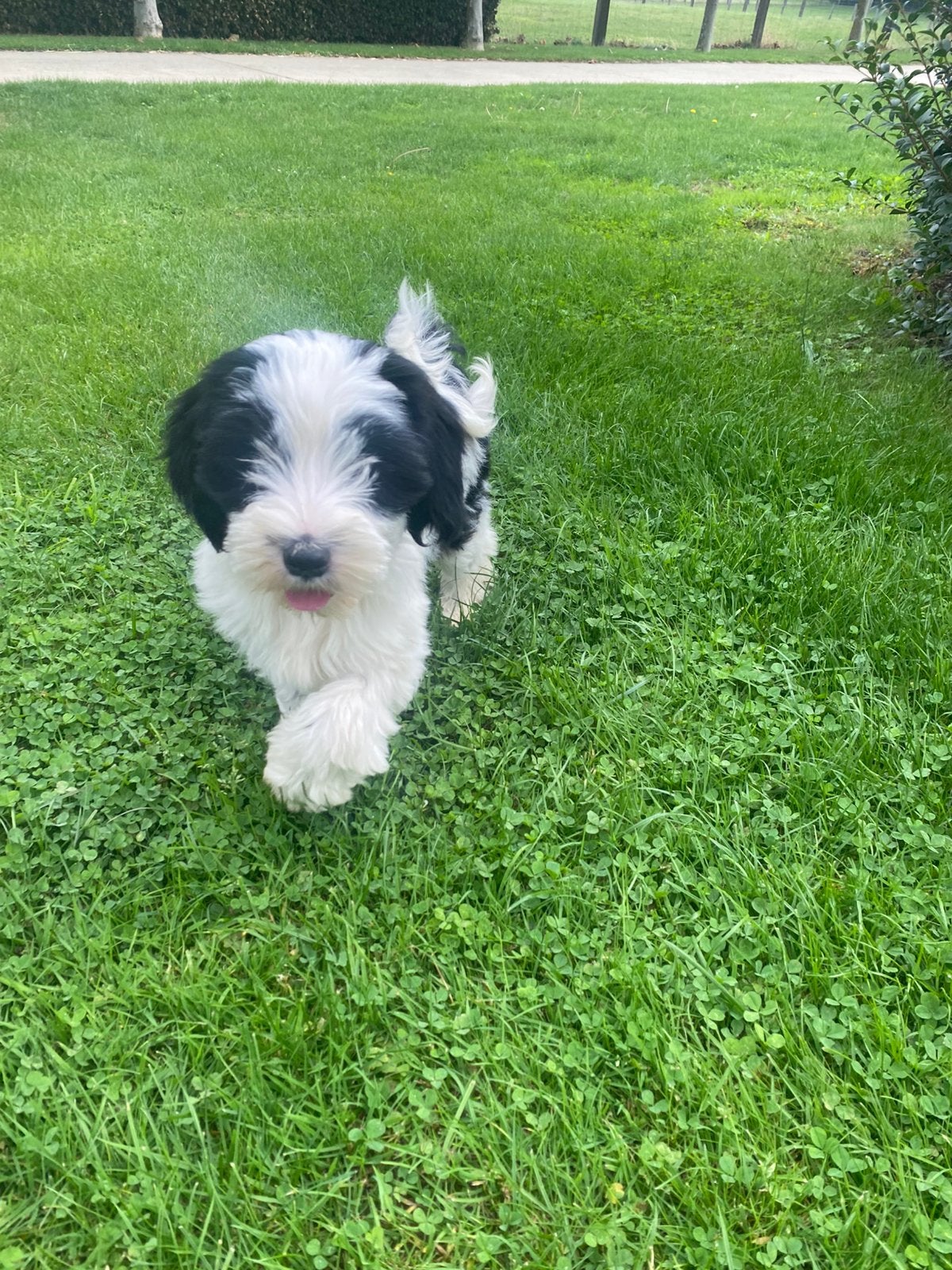 Tibetaanse terriër pup/puppy/pupje, België, CDV (hondenziekte), 8 tot 15 weken, Meerdere