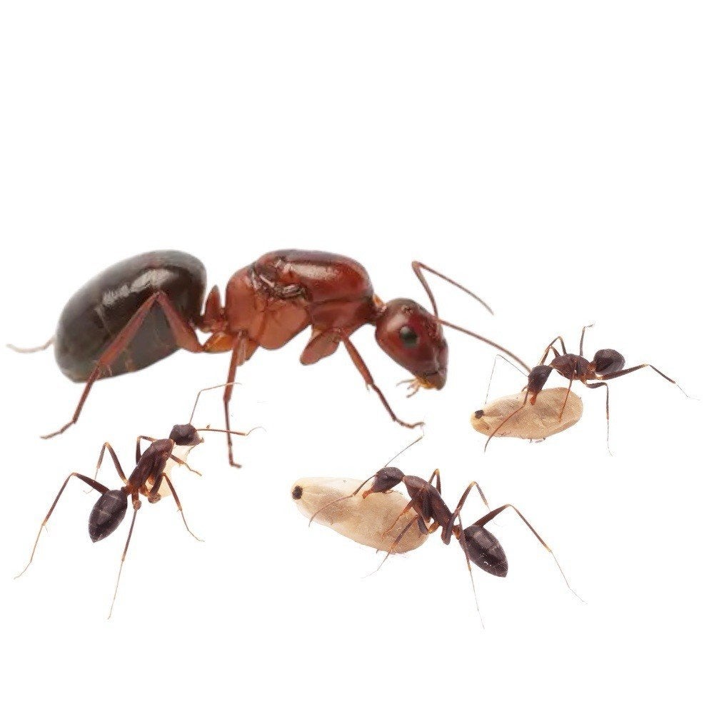 Camponotus Turkestanicus Queen + Brood, Dieren en Toebehoren, Insecten en Spinnen