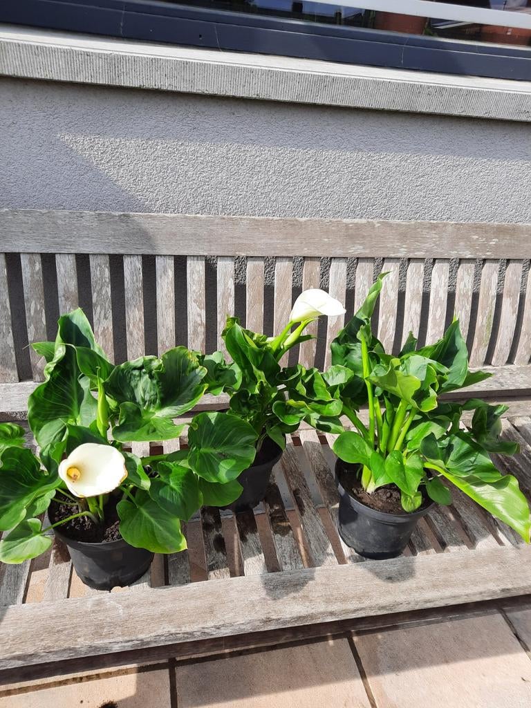 Aronskelken, Tuin en Terras, Planten | Tuinplanten, Ophalen