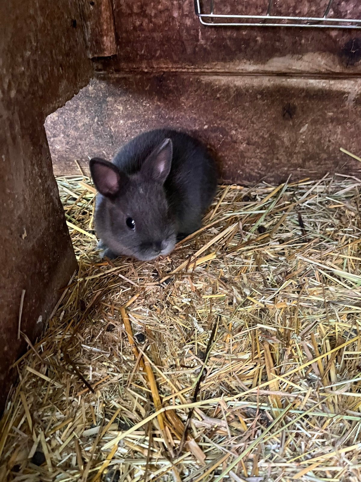 Blauw en zwarte kleurdwerg vrouwtjes, Dieren en Toebehoren, Konijnen