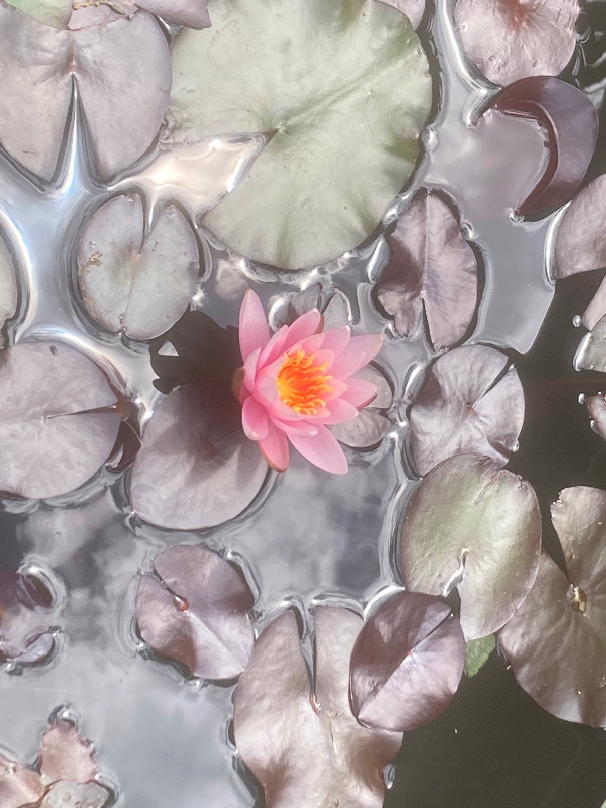Nenufar met bloemen, Antiek en Kunst, Kunst | Schilderijen | Modern, Ophalen of Verzenden