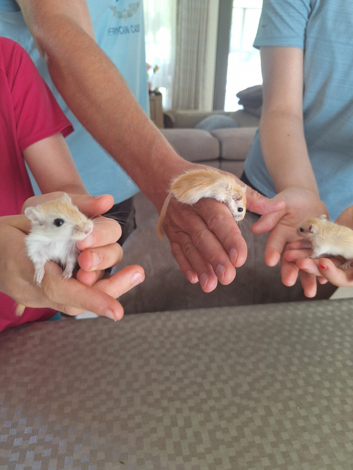 gerbils te koop, Dieren en Toebehoren, Knaagdieren, Mei