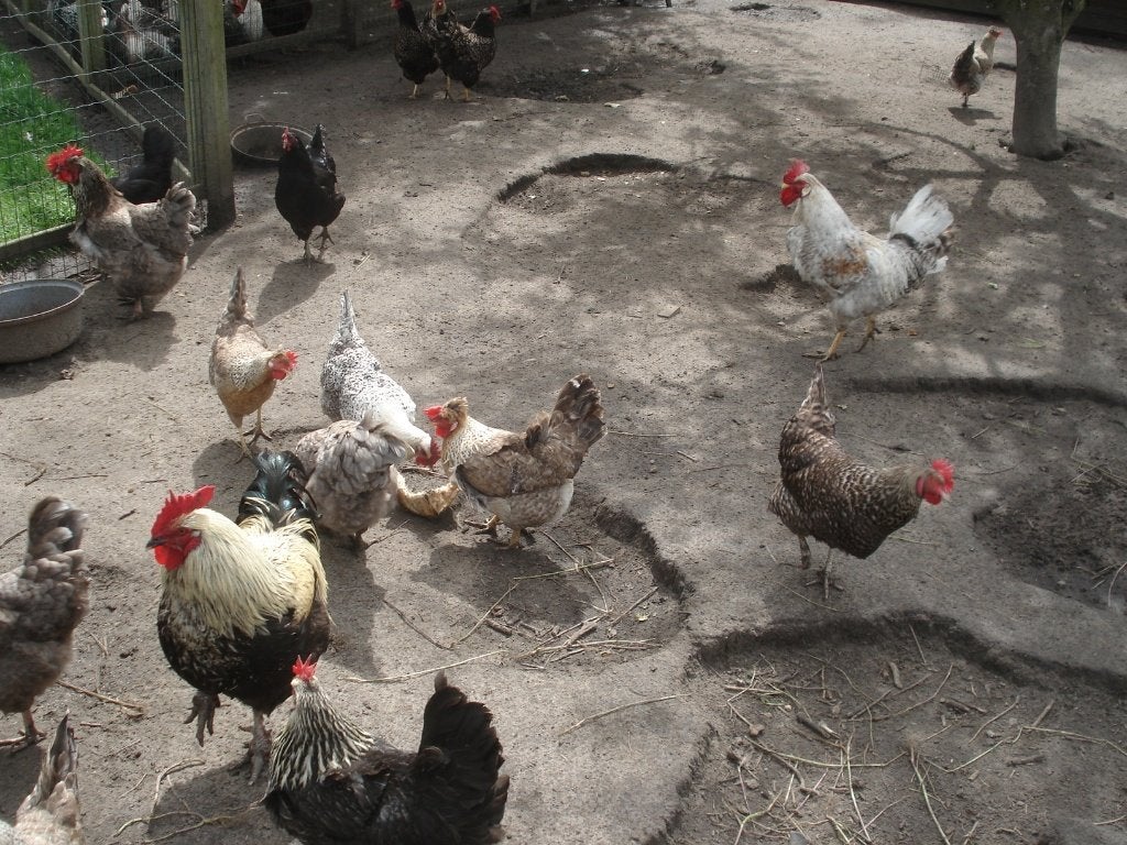 broedeieren (mix), Dieren en Toebehoren, Pluimvee, Geslacht onbekend, Kip