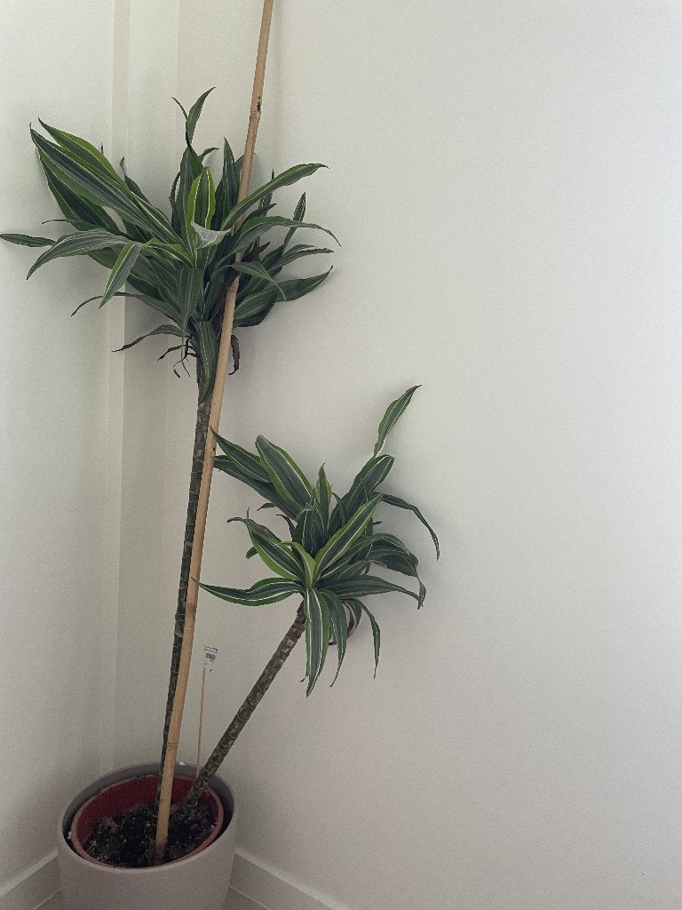 XL Dracaena met pot, Maison & Meubles, Plantes d'intérieur, En pot, Enlèvement, Palmier, 100 à 150 cm