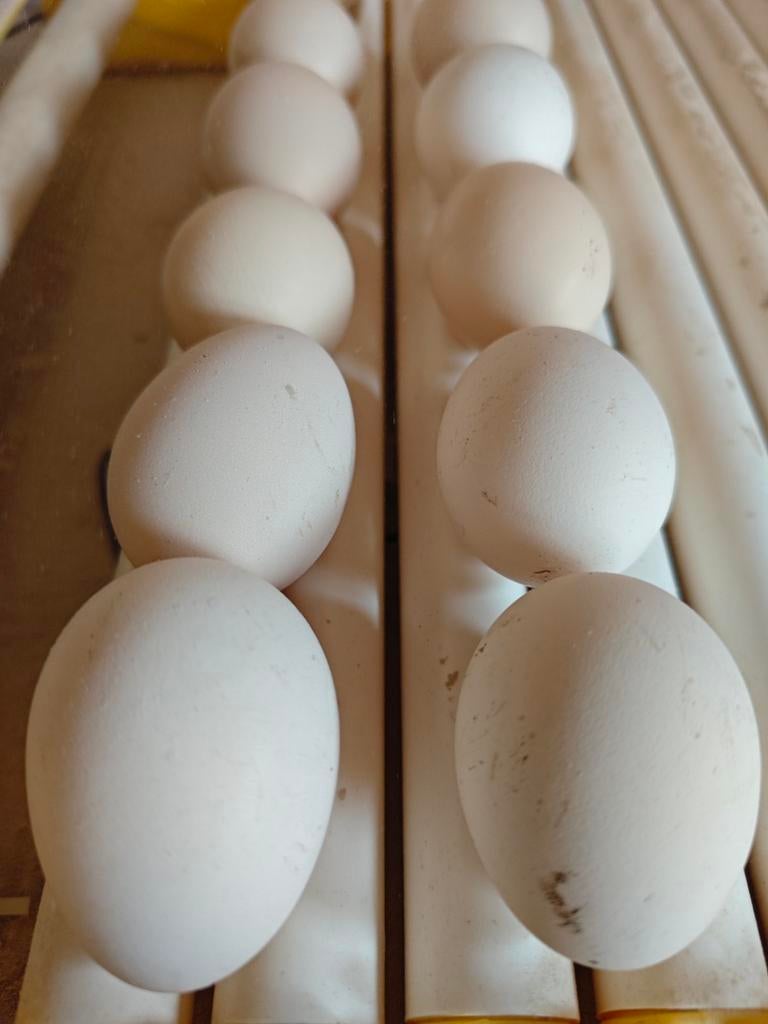 Ayam Cemani broedeieren, Dieren en Toebehoren, Pluimvee | Toebehoren, Ophalen