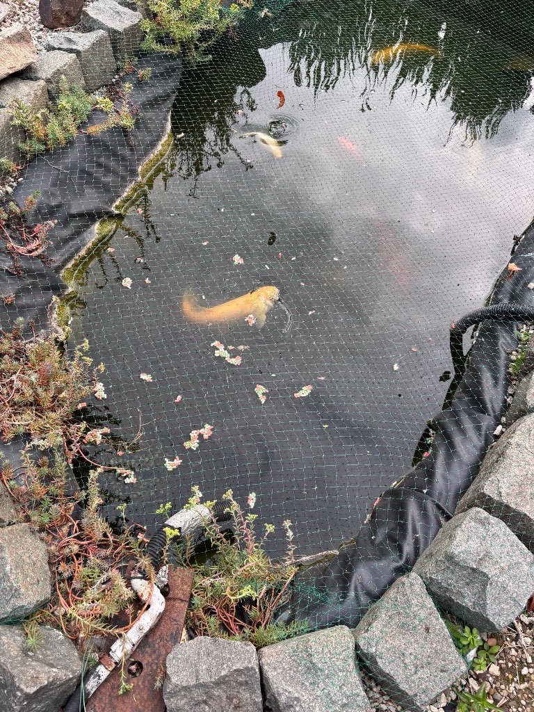 Vijvervissen, Dieren en Toebehoren, Vissen | Vijvervissen, Karper of Koi