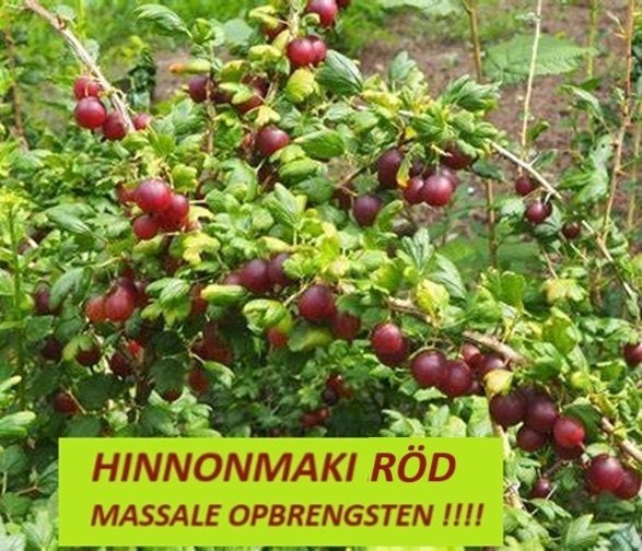 RODE & GROENE KRUISBESSEN ( = STEKELBESSEN) : 5 €/Stuk, Volle zon, Vaste plant, Ophalen of Verzenden, Fruitplanten