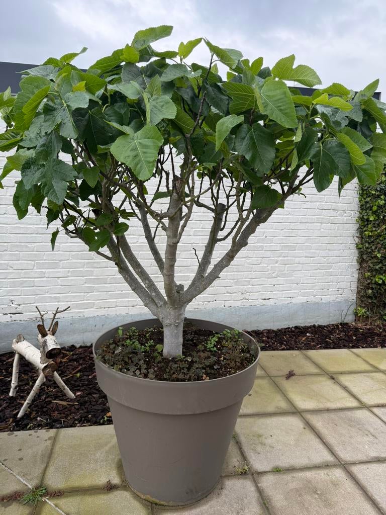 Vijgen boom laagstam in pot, Tuin en Terras, Ophalen, Fruitplanten, Volle zon
