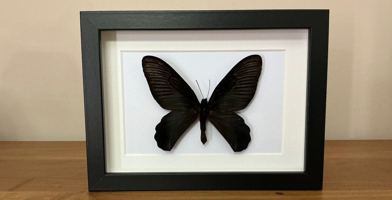 “GOTIC butterfly” in kader, Ophalen of Verzenden, Nieuw