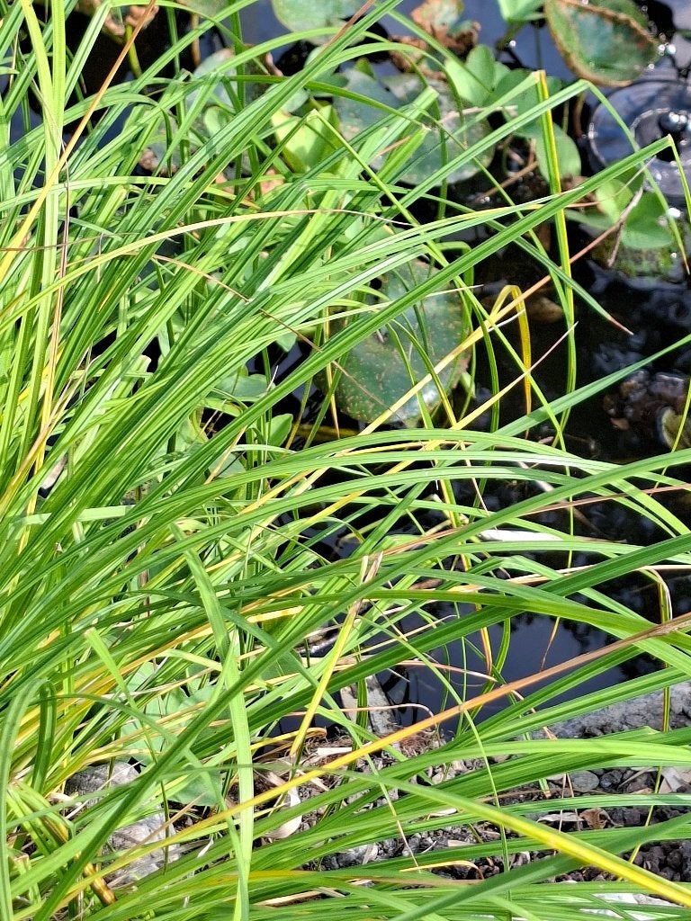 Plantes de bassin : carex, Enlèvement, Neuf