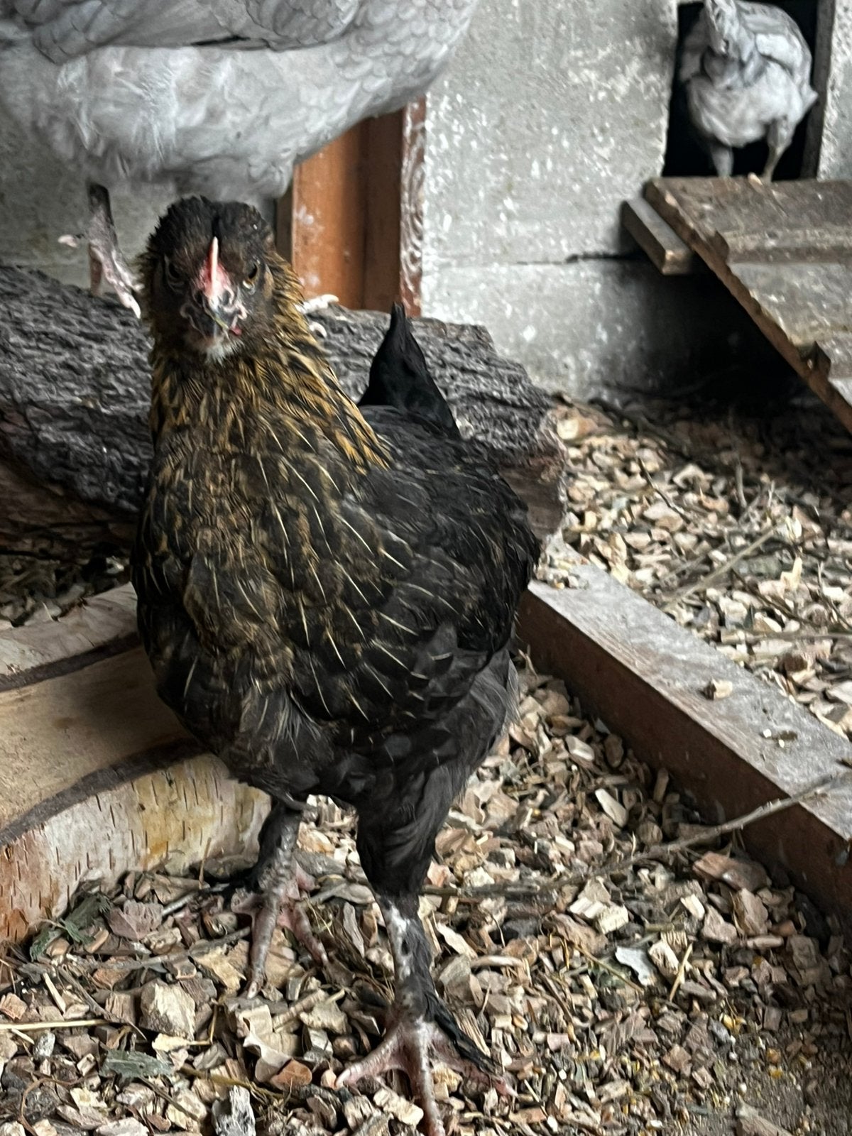 Jonge marans Hen, Dieren en Toebehoren, Pluimvee