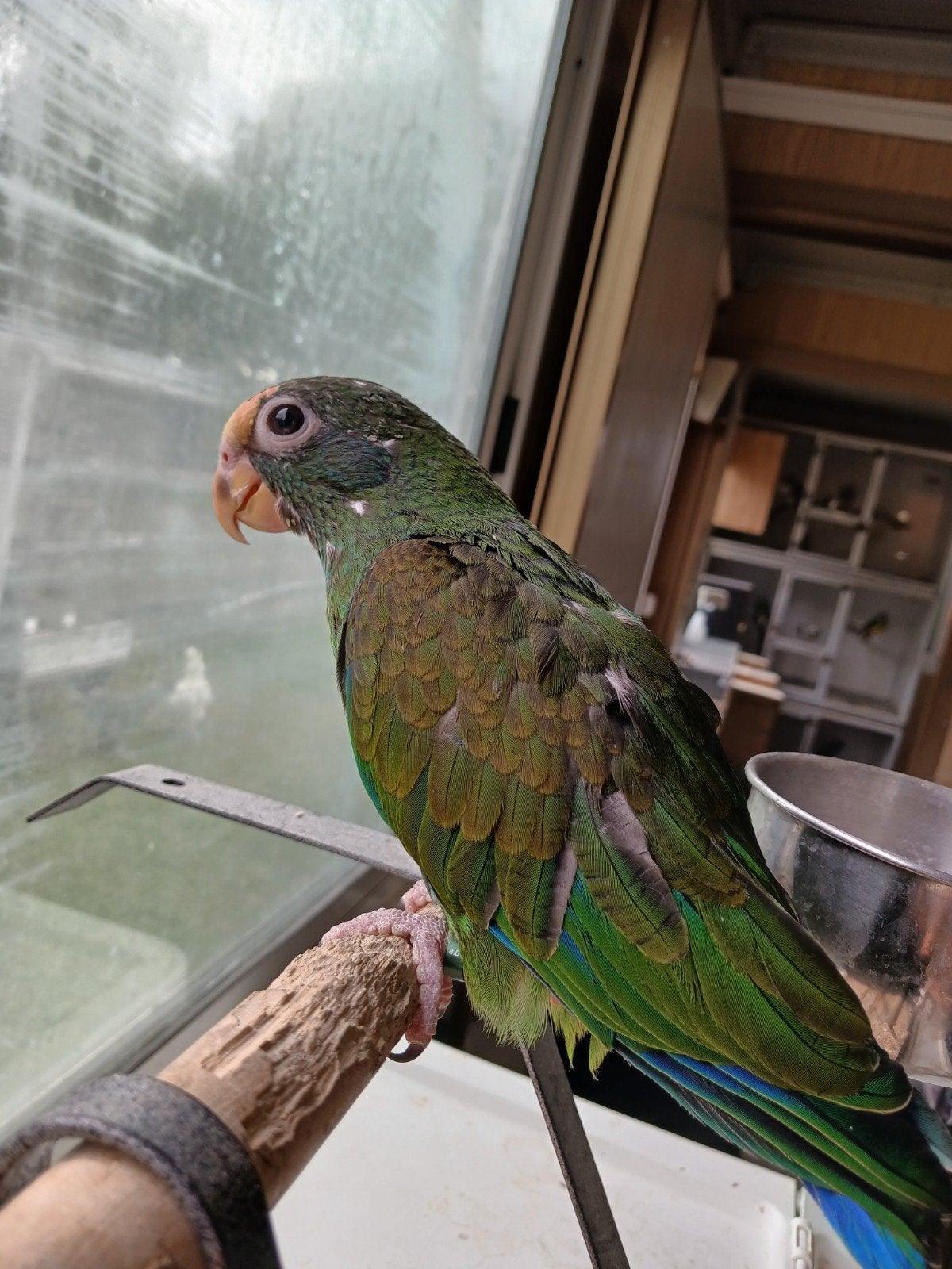 tamme pionus senilis, Mâle, Perroquet, Domestique