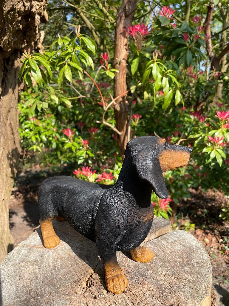 Beeld teckel, tekkel, hond, tuin, gazon 30 cm, Ophalen of Verzenden, Nieuw, Kunststof, Dierenbeeld