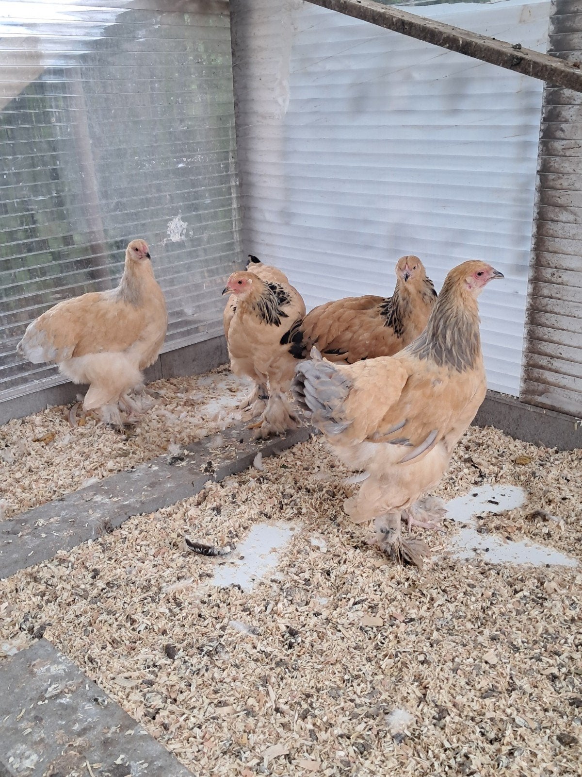 Brahma hennen, Dieren en Toebehoren, Pluimvee, Vrouwelijk, Kip