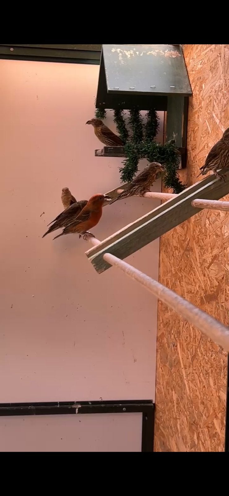 Bec croisés,serin cini