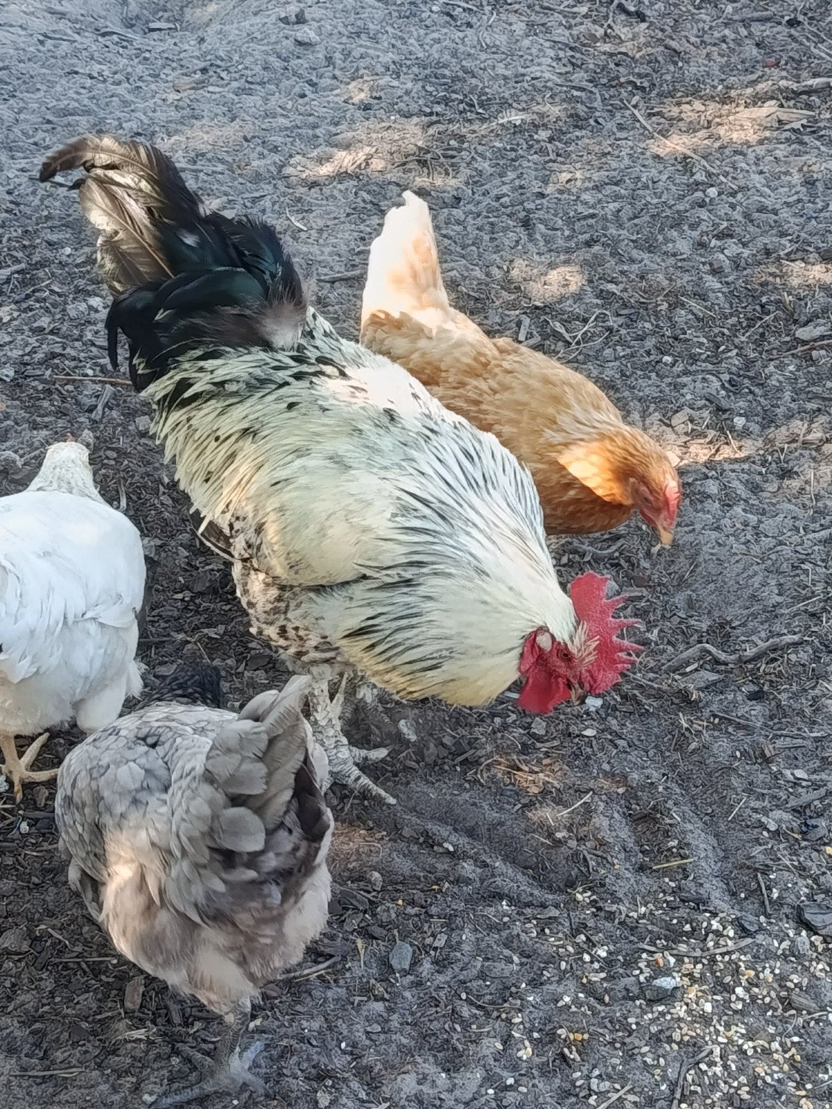 volwassen Haan, Dieren en Toebehoren, Pluimvee, Mannelijk, Kip