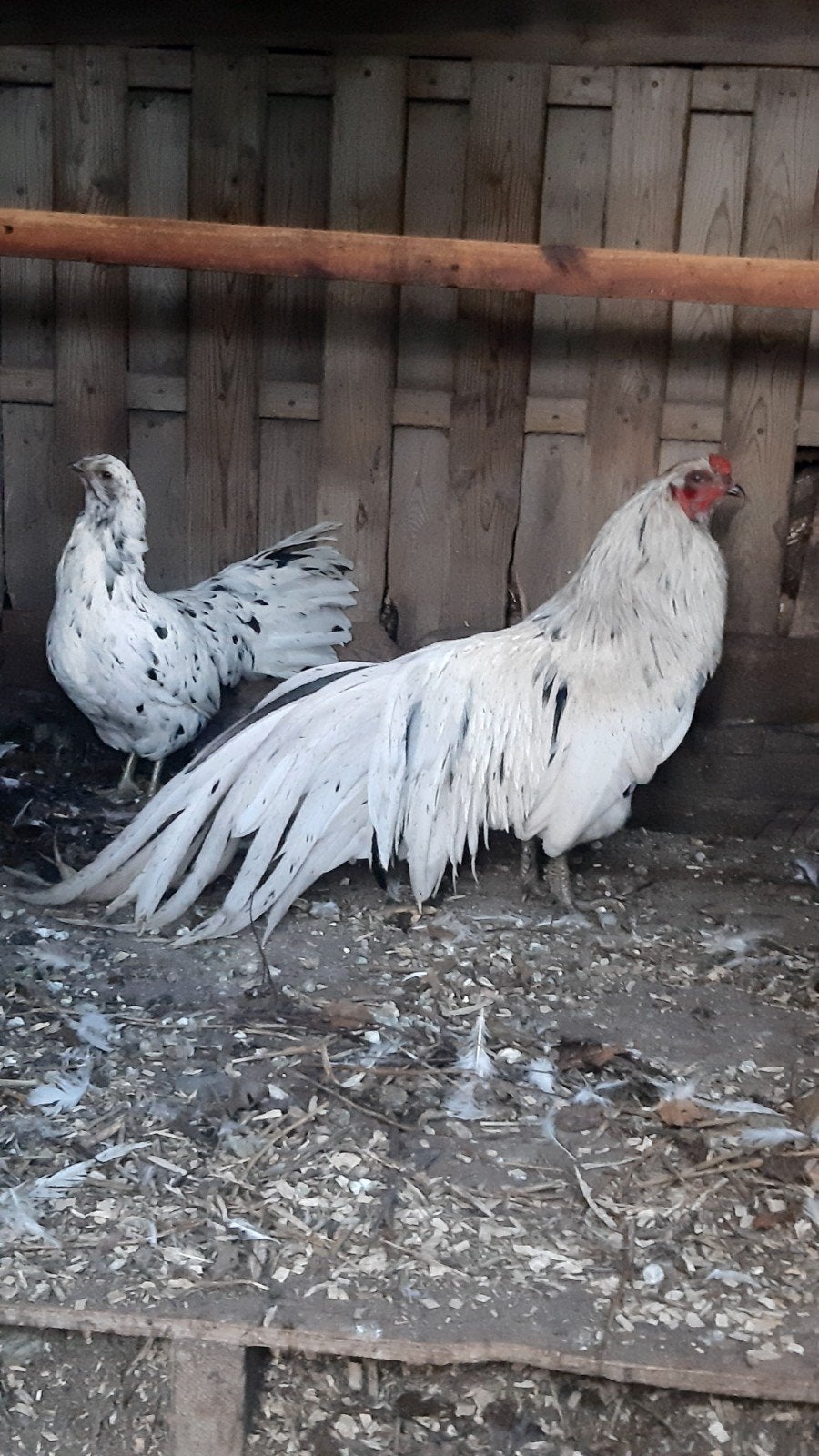 Overjarige hanen Sumatra, Dieren en Toebehoren