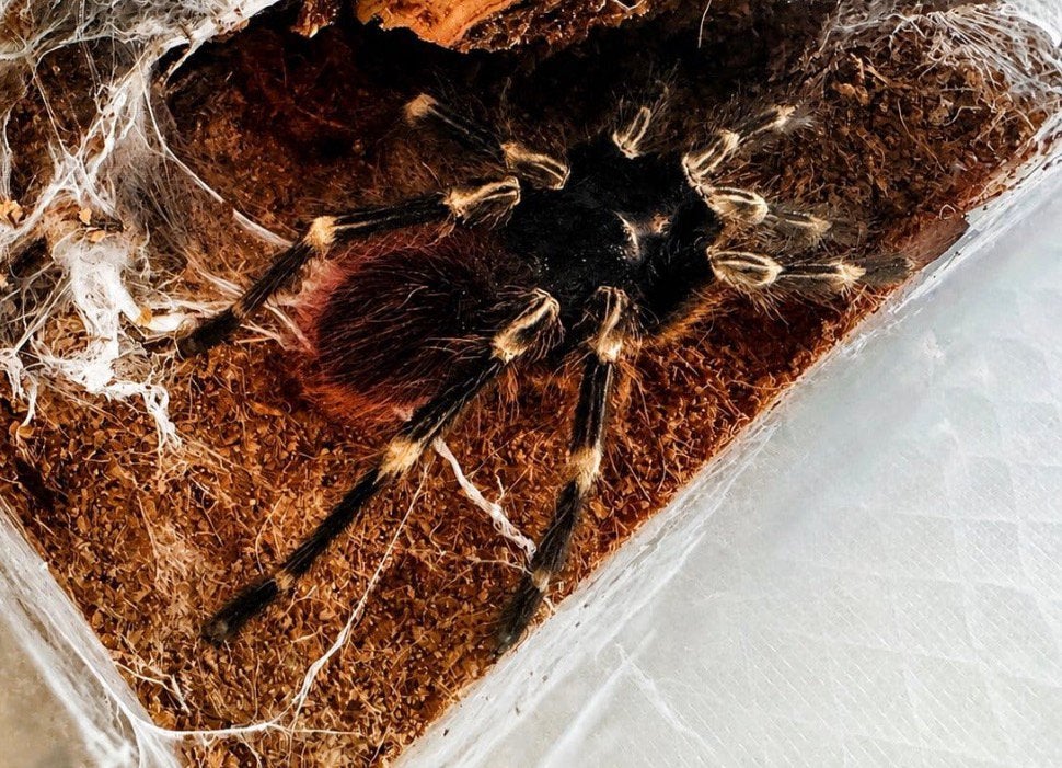 Vitalius chromatus (tarabtule rouge et blanche brésilienne), Animaux & Accessoires, Araignée ou Scorpion