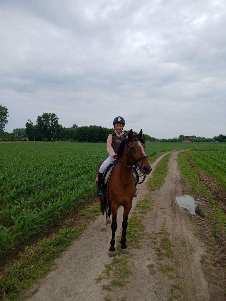 D-pony te koop., Jument