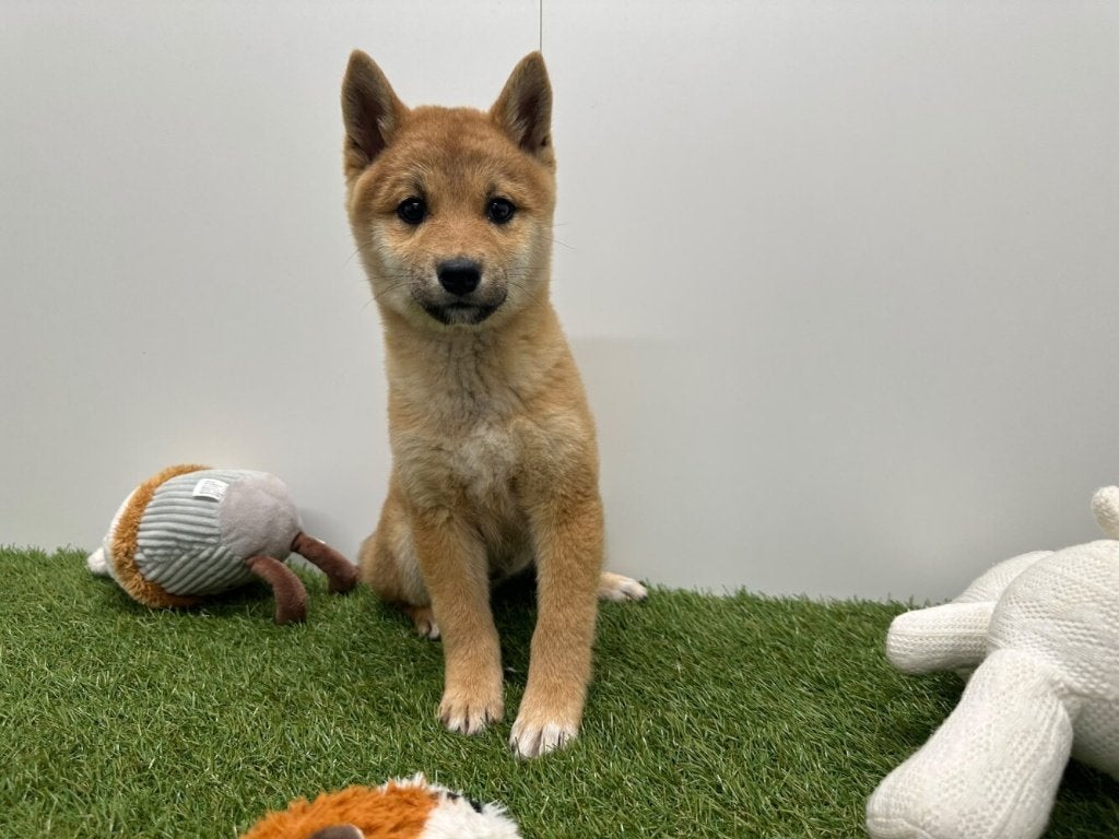 Nestje Shiba Inu, België, Overige rassen, 8 tot 15 weken, CDV (hondenziekte)