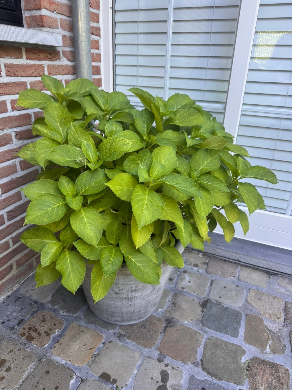 Ortensias in grijze stenen potten, Tuin en Terras, Planten | Bomen, Halfschaduw, Overige soorten, 100 tot 250 cm, Zomer