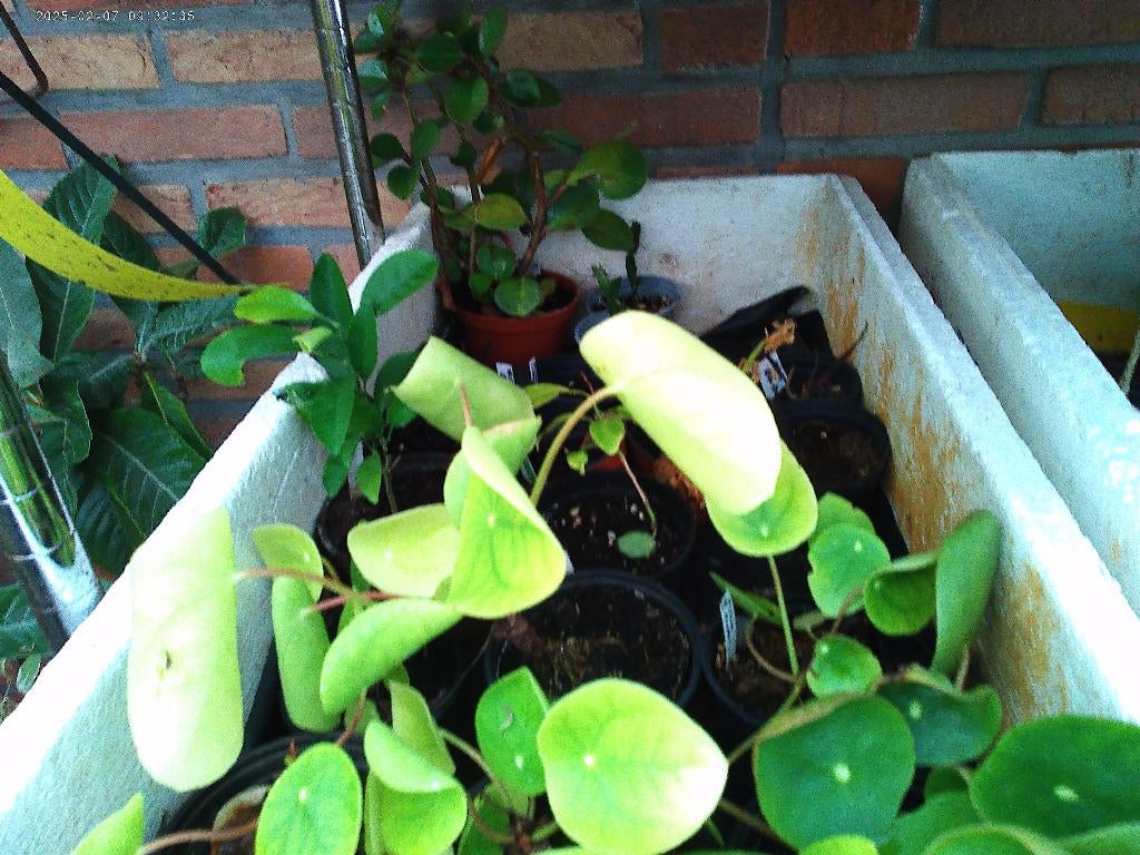 Epipremnum planten, Huis en Inrichting, Kamerplanten, Ophalen, Overige soorten, Halfschaduw, Minder dan 100 cm