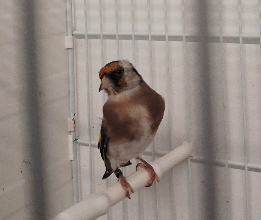 Chardonneret Parva févé mâle, Mâle