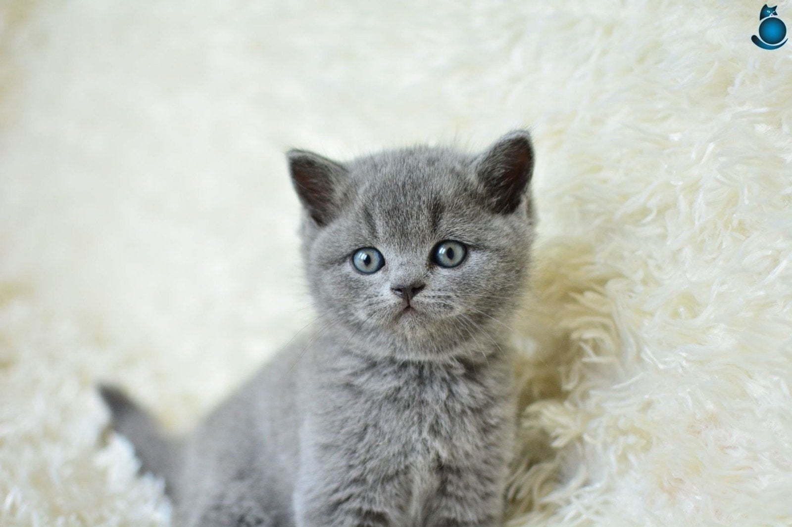 Brits korhaar kittens / laatste kitten!!(kattin), Dieren en Toebehoren, Katten en Kittens | Raskatten | Korthaar, Meerdere dieren