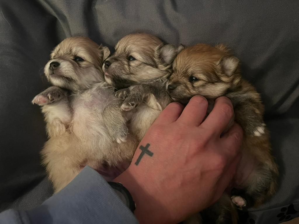 Schattige pups tekoop - kruising keeshond en dwergpomeriaan, Particulier, Hépatite contagieuse (maladie de Rubarth), 8 à 15 semaines