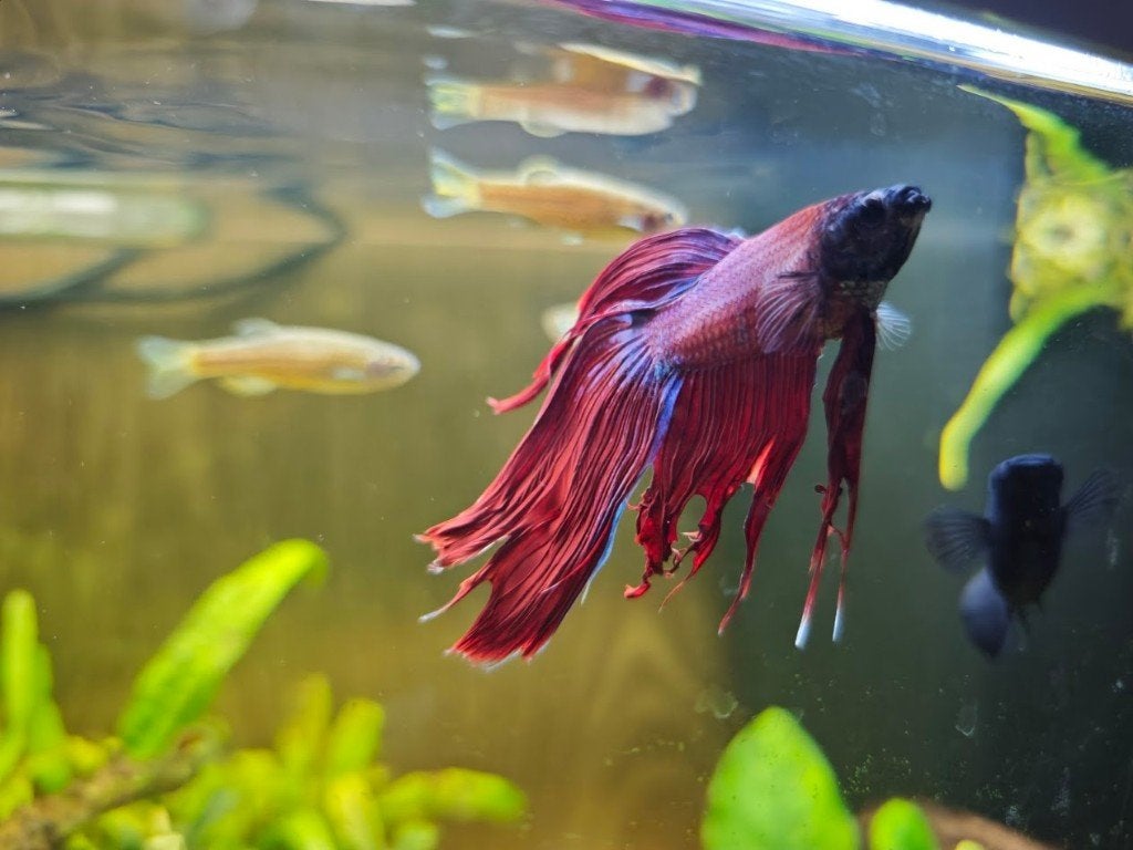 Betta man, Dieren en Toebehoren, Vissen | Aquariumvissen, Vis, Zoetwatervis