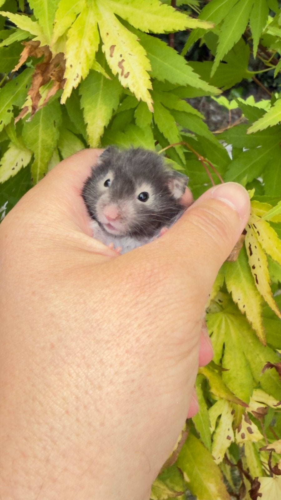 Hamster syrien à poil long, Hamster, Mâle, Domestique, Mai
