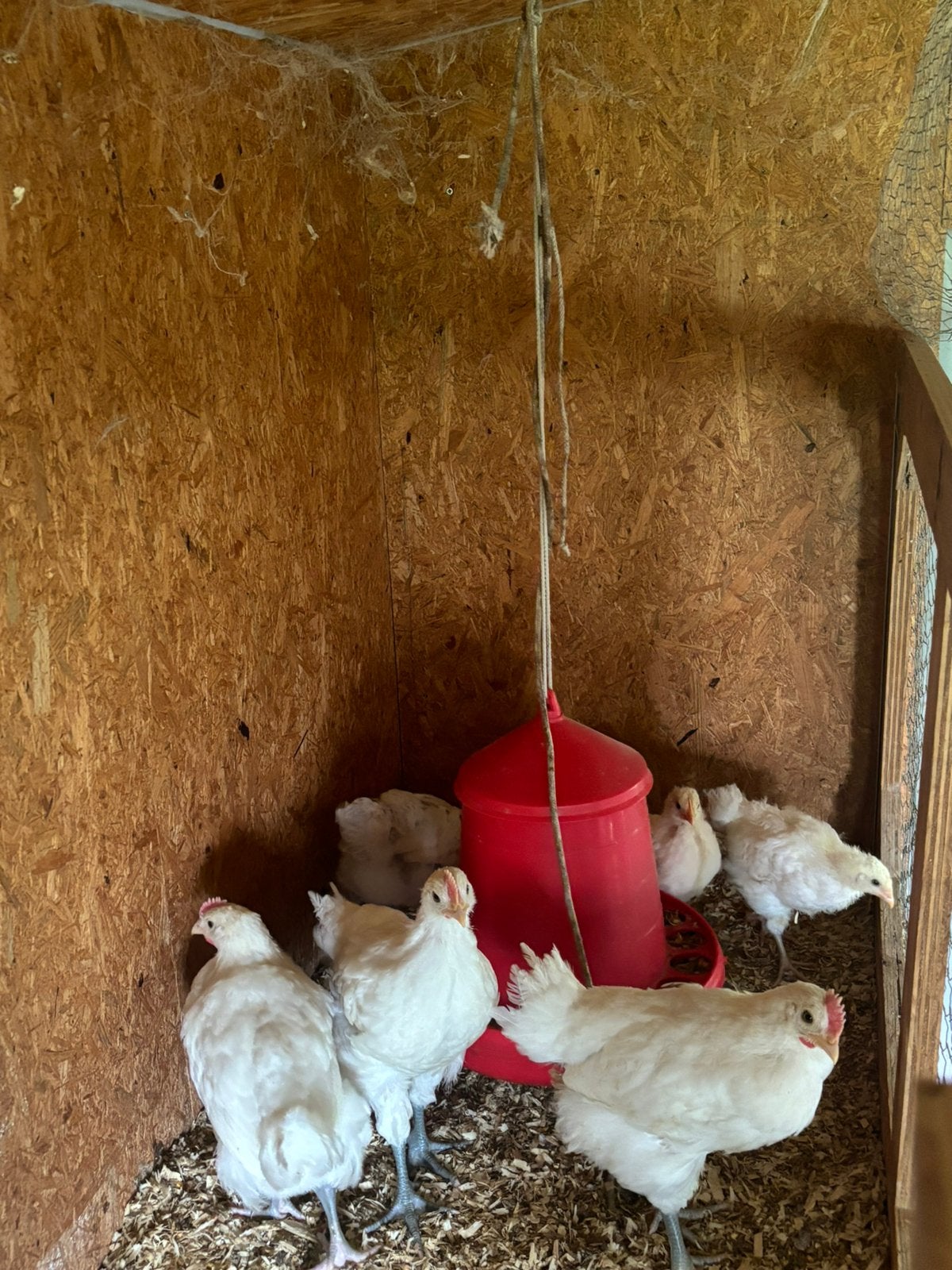 Poule de Bresse kuikens, Animaux & Accessoires, Volatiles