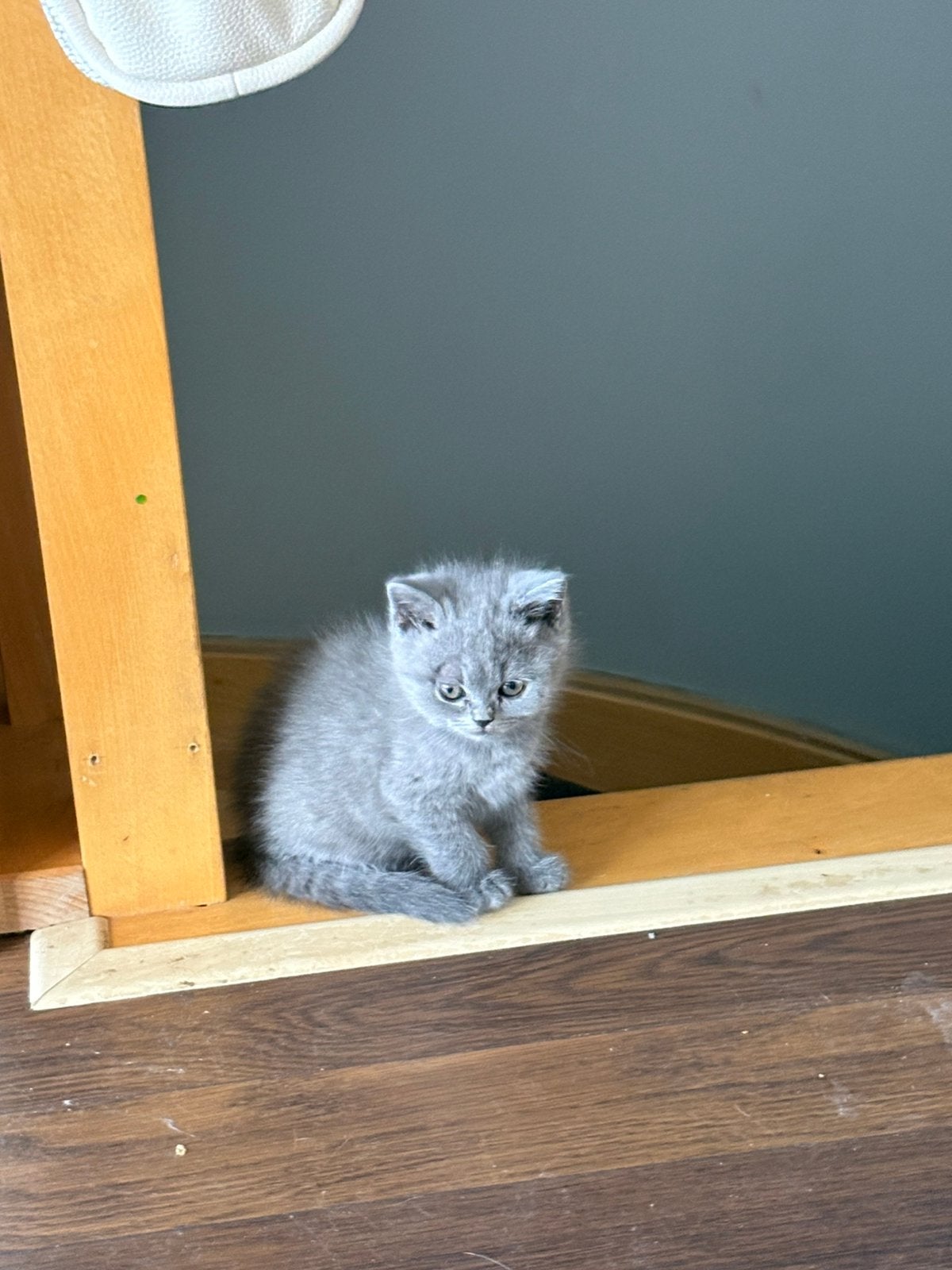 Brits korthaar, Chatte ou Chat, Avec pedigree, 0 à 2 ans